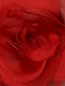 Платье-футляр с цветочным узором Marina Rinaldi  –  Деталь
