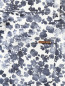 Брюки из хлопка с цветочным узором Michael by Michael Kors  –  Деталь