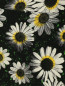 Юбка-мини с цветочным узором Moschino Cheap&Chic  –  Деталь1