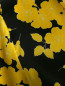 Блуза из шелка с узором Rochas  –  Деталь1