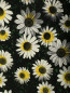 Юбка-мини с цветочным узором Moschino Cheap&Chic  –  Деталь