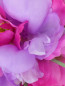 Пояс с цветочным декором Aletta  –  Деталь